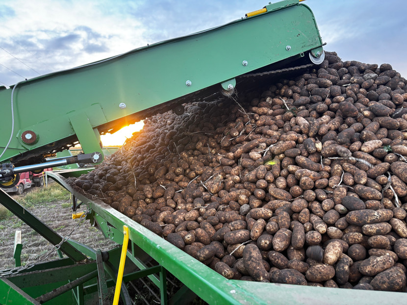 Potatoes pouring into the Dirty Digger's hopper, the sun going down behind