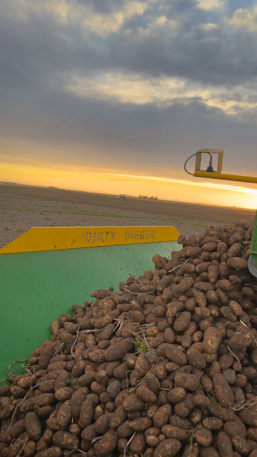 Potatoes heaped in the Dirty Digger's hopper below its yellow DIRTY DIGGER rail, with the sun going down behind