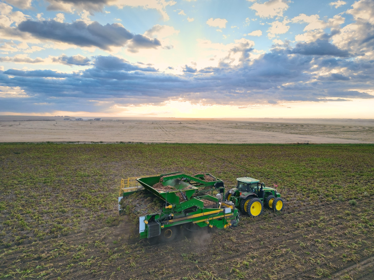 Drone view of the Dirty Digger and its tractor lifting potatoes under a big morning sky, the hopper heaped and stubble fields behind