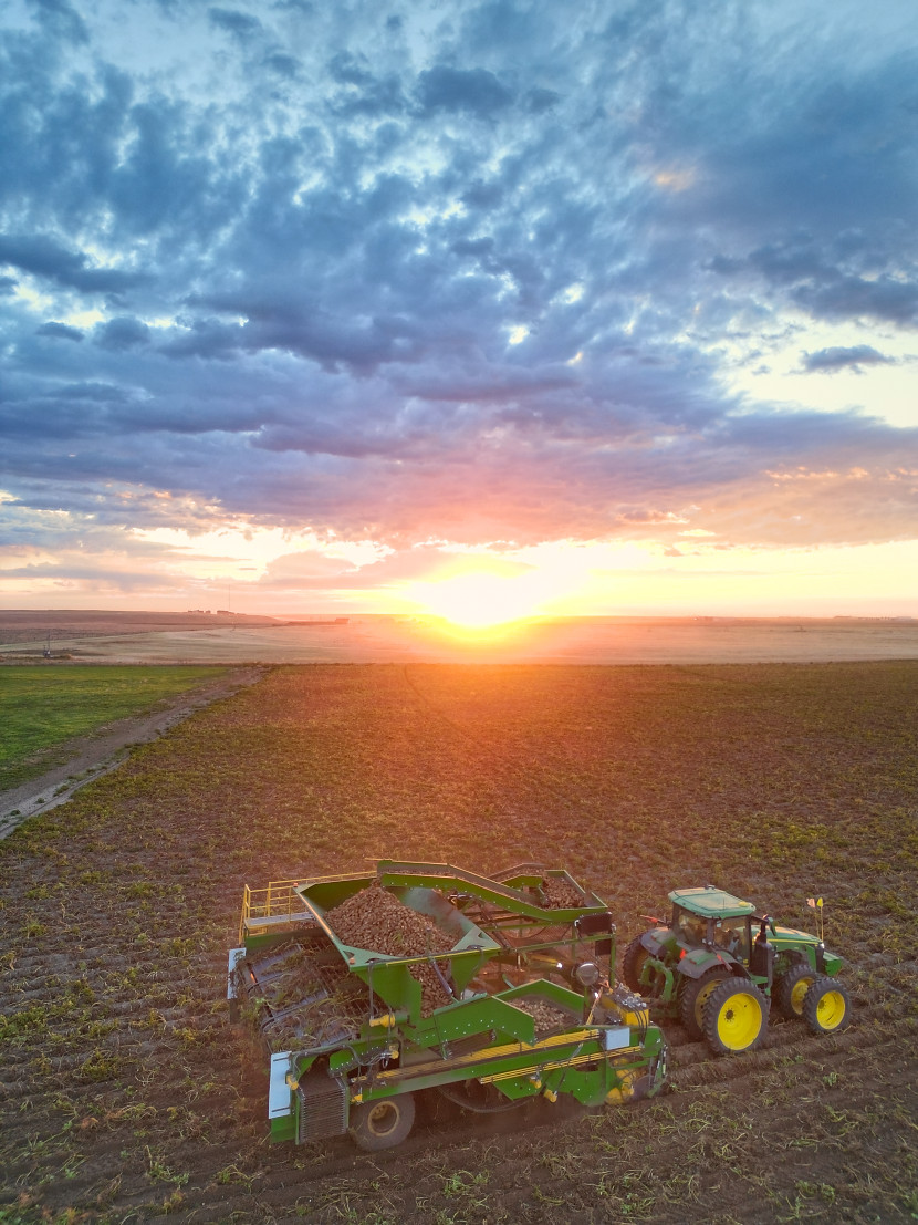 Drone view of a tractor pulling the Dirty Digger through a potato field at sunrise, potatoes heaped in the hopper