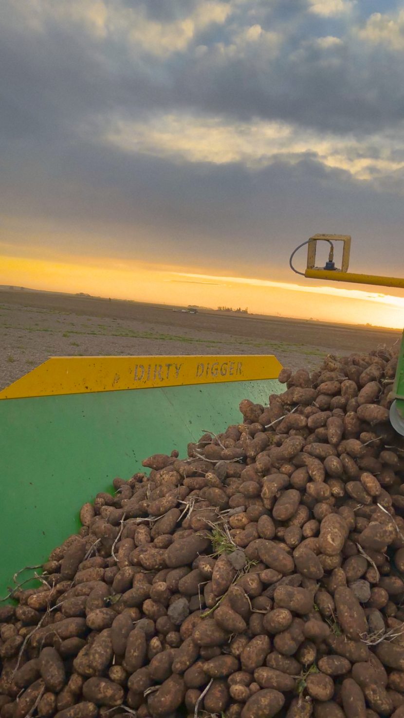 Potatoes heaped in the Dirty Digger's tank below its yellow DIRTY DIGGER rail, with the sun going down behind