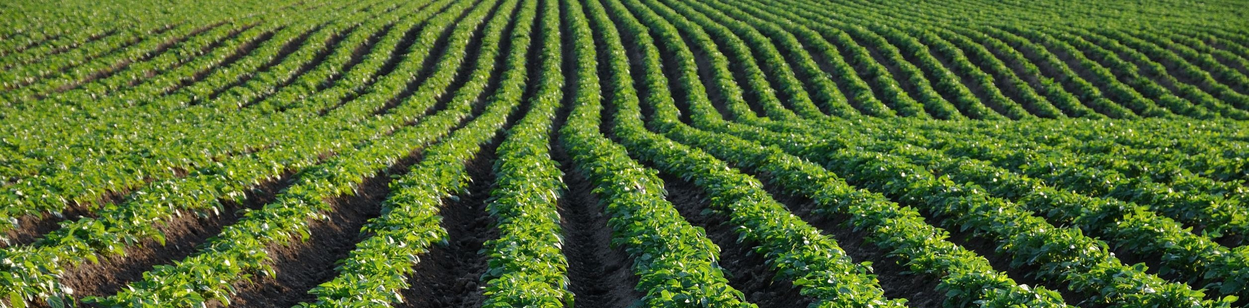 Potato Field at Sunset